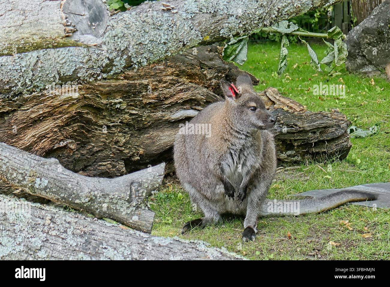 Rotnacken-Wallaby (Notamacropus rufogriseus), auch bekannt als Bennetts Wallaby, Korkeasaari-Zoo, Helsinki, Finnland, Europa. Stockfoto