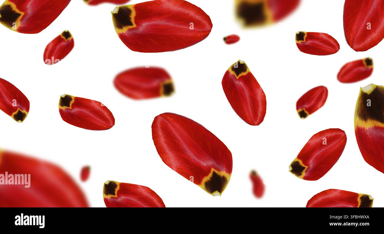 Rote Tulpenblätter fallen auf isolierten Hintergrund Stockfoto
