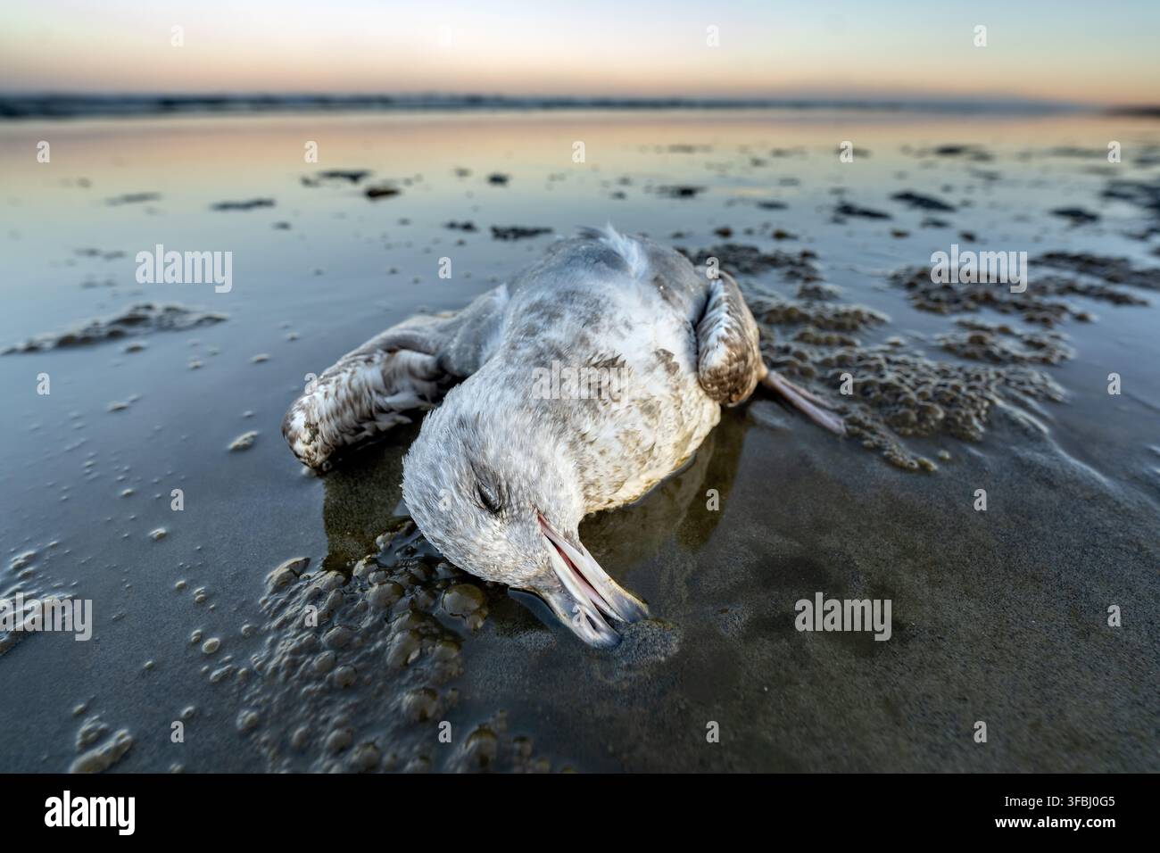 Tote Möwe, die am Ufer angespült wurde Stockfoto