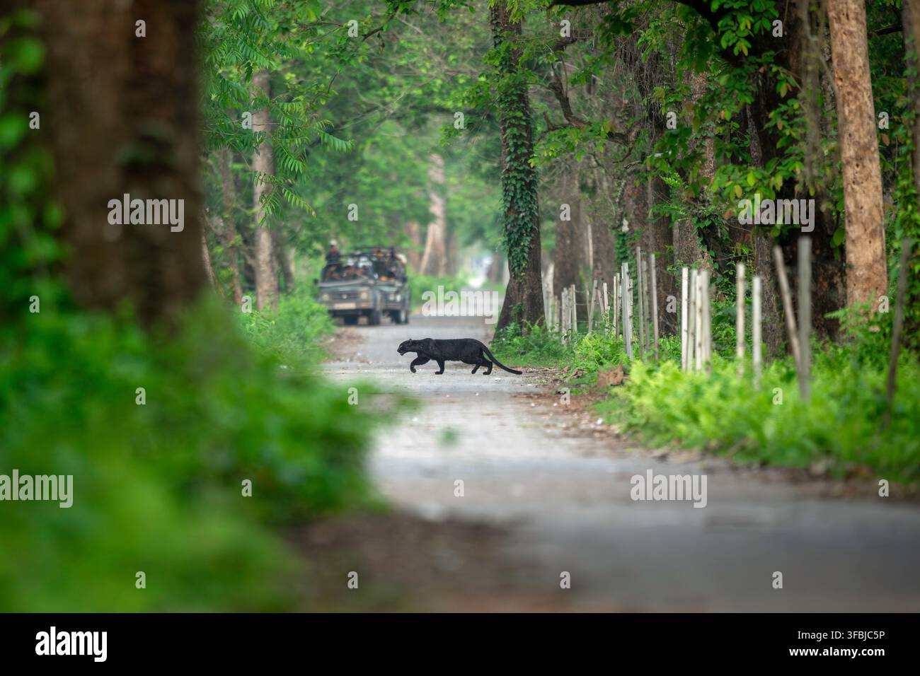 Erwachener melanistischer Leopard überquert eine Straße am Rand eines Waldes, wobei der elektrische Zaun auf einer Seite sichtbar ist und Touristenfahrzeuge im Hintergrund Stockfoto
