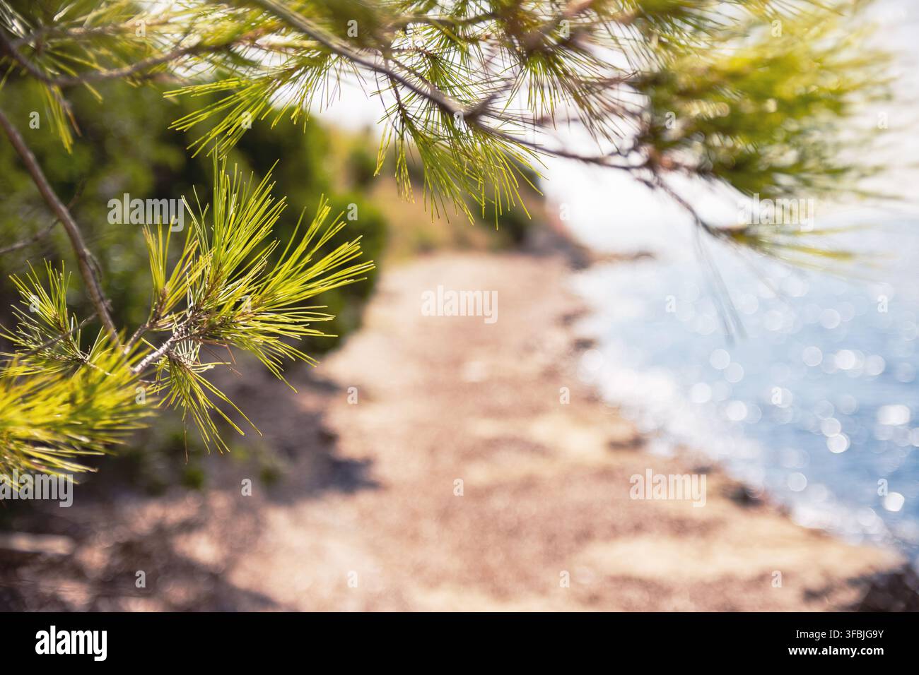 Nahaufnahme von frischen grünen Kiefernzweigen und Nadeln, die einen verschwommenen Küstenpfad und das funkelnde blaue Meer in Griechenland einrahmen. Stockfoto