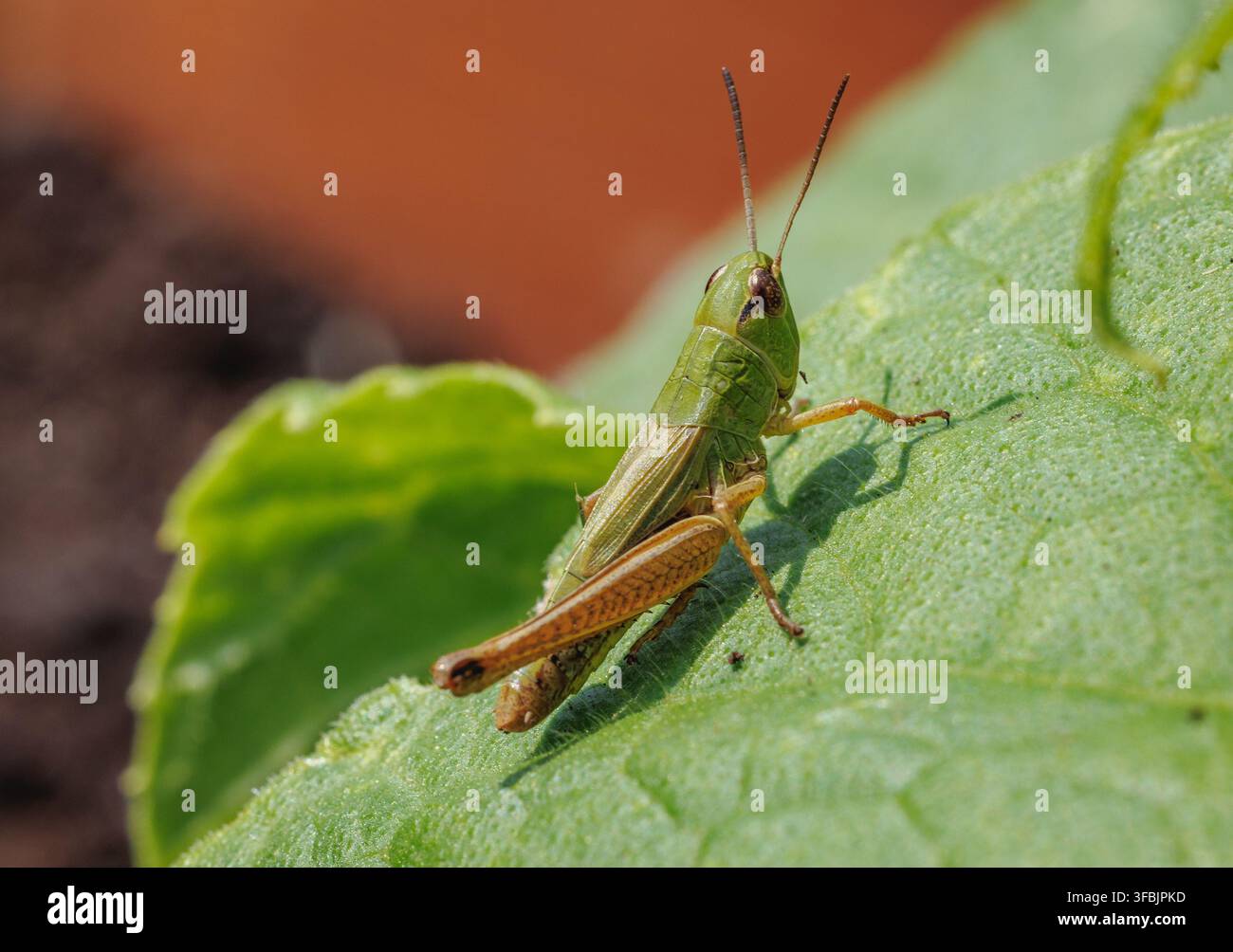Grüner Grashüpfer sitzt auf einem Pflanzenblatt im Garten Stockfoto