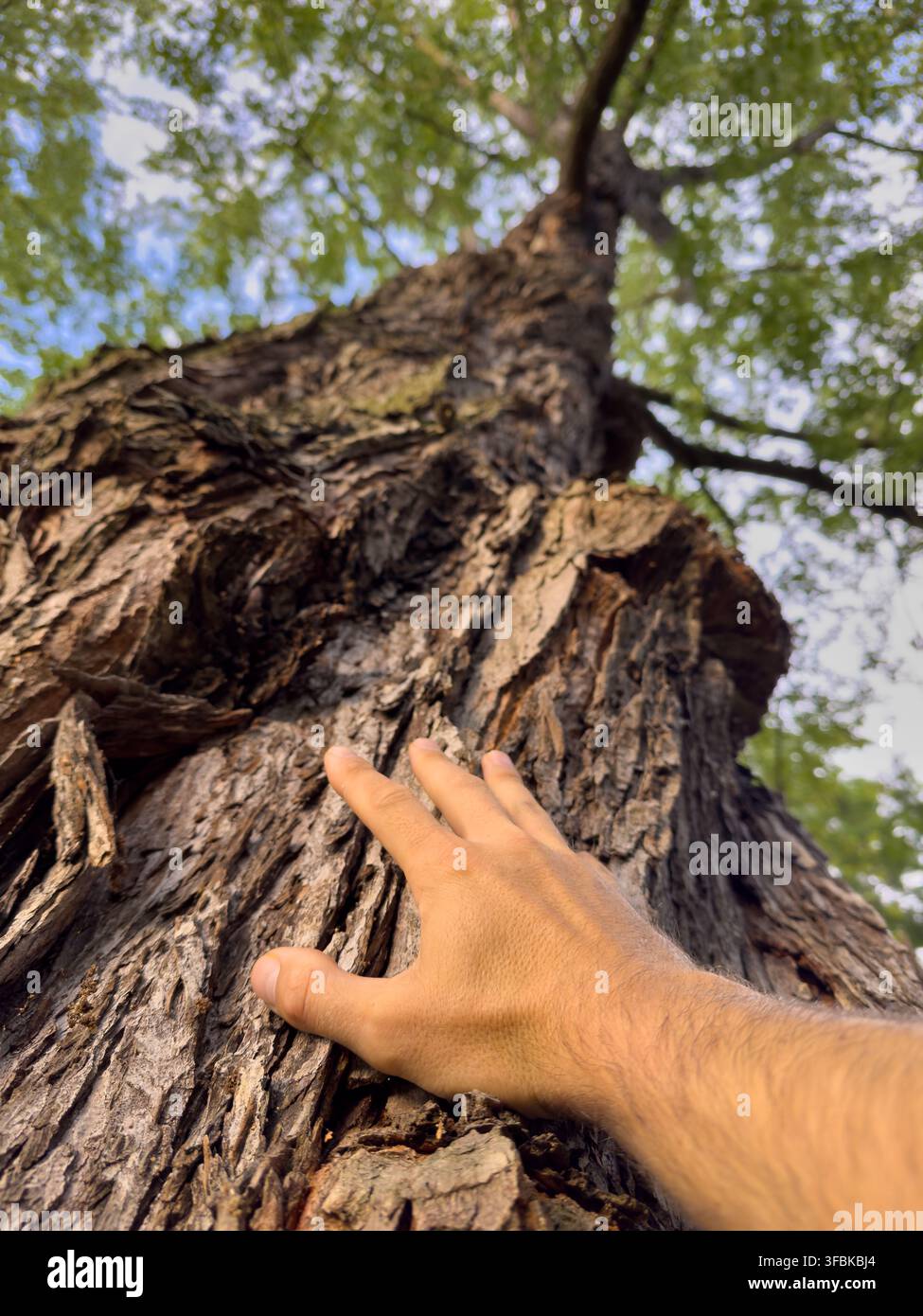 Waldbaden und spirituelle Verbindung mit einem Baum – Heilender Berührung, Achtsamkeits- und Naturtherapie-Konzept Stockfoto