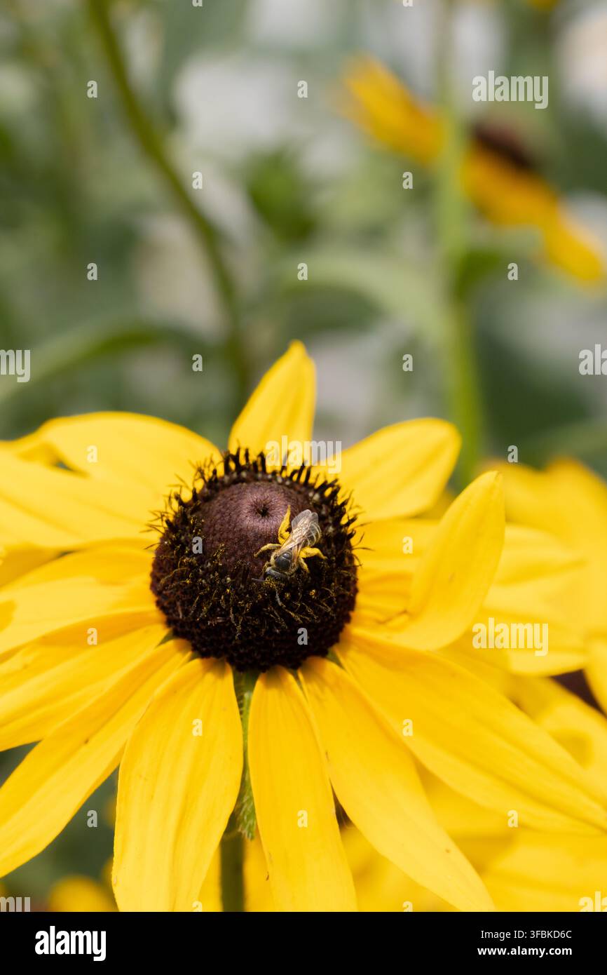 Schweißbiene, die mit Pollen auf einer gelben Blume bedeckt ist Stockfoto