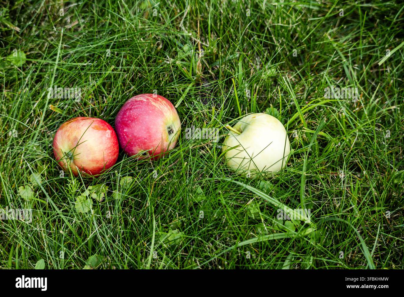 Hochwinkelaufnahme von drei frischen reifen Bio-Äpfeln, zwei roten und einem grünen, die auf üppigem grünem Gras im Freien in einem Garten an einem sonnigen Sommertag ruhen. Stockfoto
