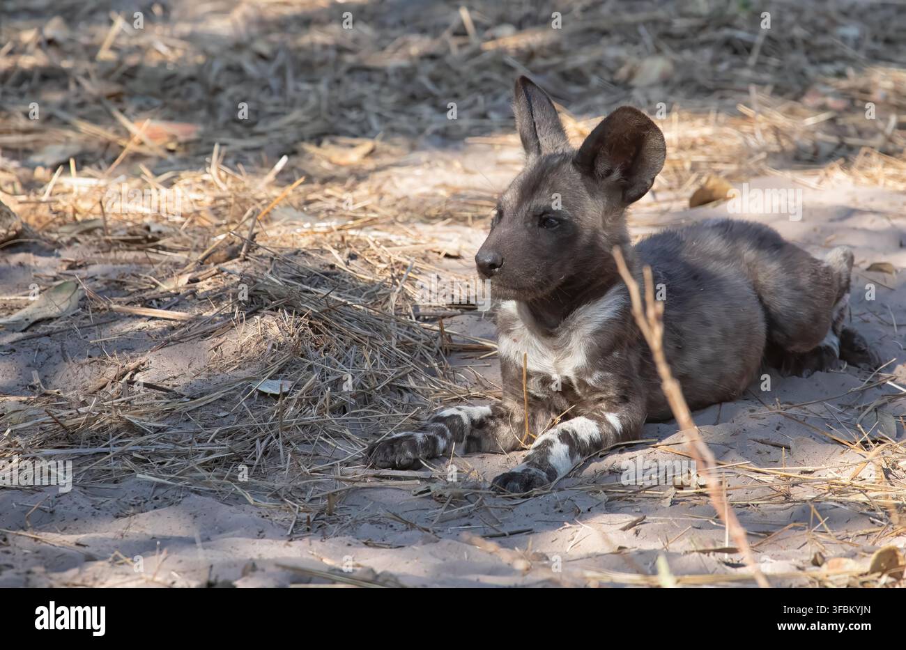 Ansicht eines afrikanischen Wildhundwelpen, der auf sandigem Boden mit trockenem Gras und gesprenkeltem Sonnenlicht ruht, Khwai, Nordwest-Distrikt, Botswana. Stockfoto
