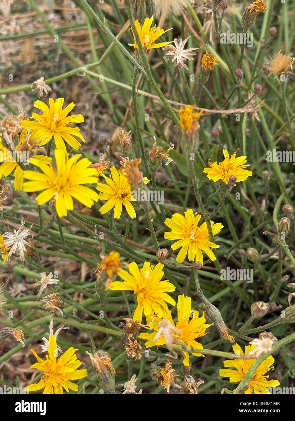 GLATTE HAWKSBEARD  Crepis capillaris  Foto: Tony Gale Stockfoto