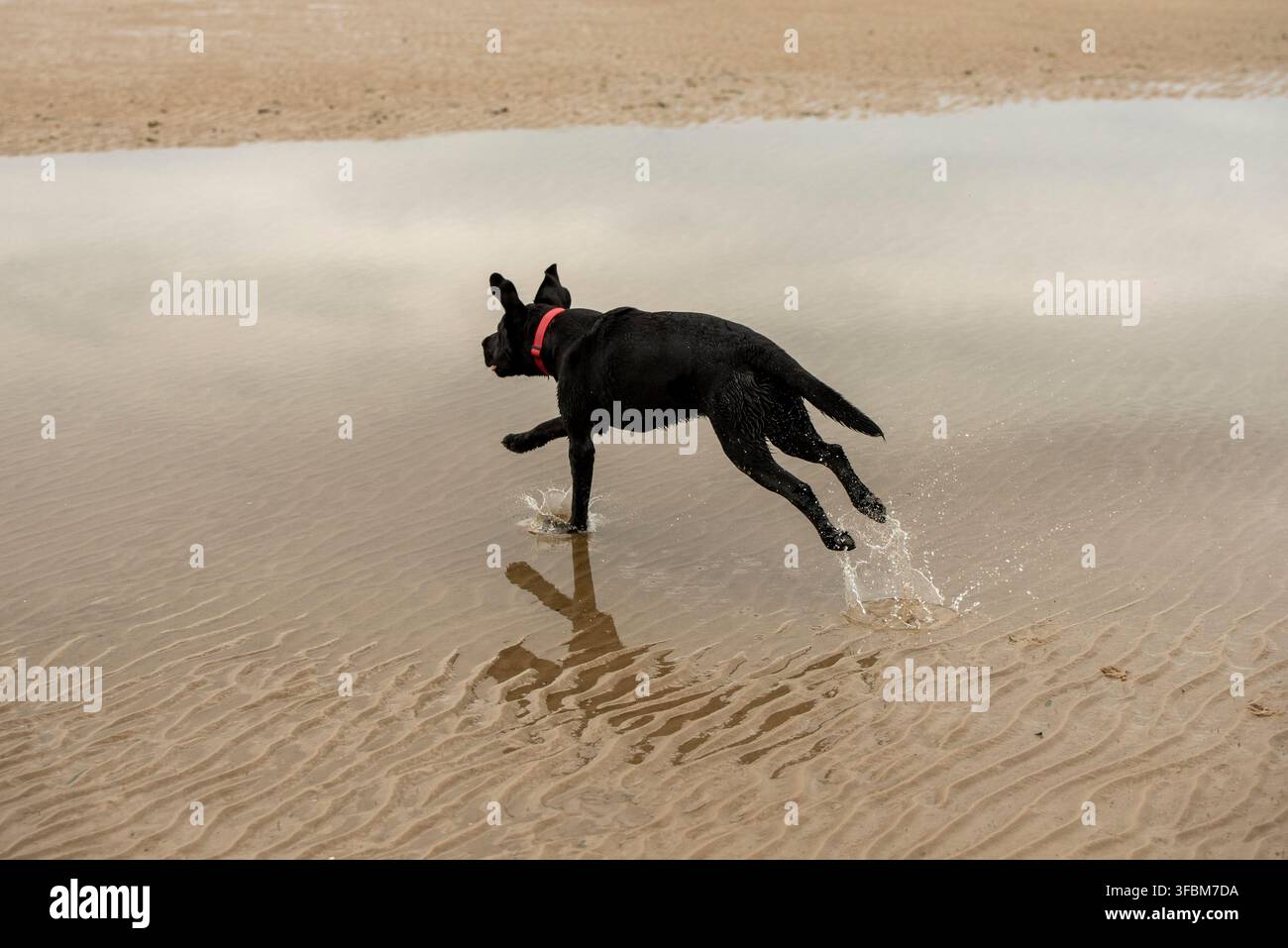 Ein energiegeladener schwarzer Labrador Retriever mit rotem Halsband, der in der Luft eingefangen wurde, während er über flache Wasserpfützen an einem Sandstrand springt. Stockfoto