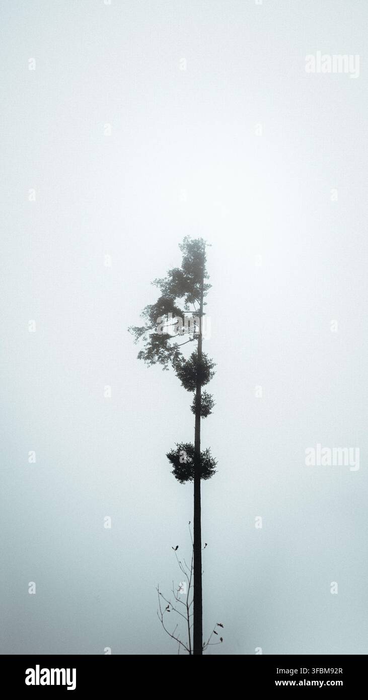 Ansicht eines einsamen hohen Baumes, der im dichten Nebel in der Tschechischen Republik steht. Stockfoto