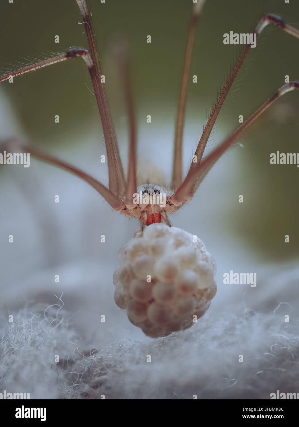 Eine Hausspinne, die eine Kugel Eier trägt Stockfoto