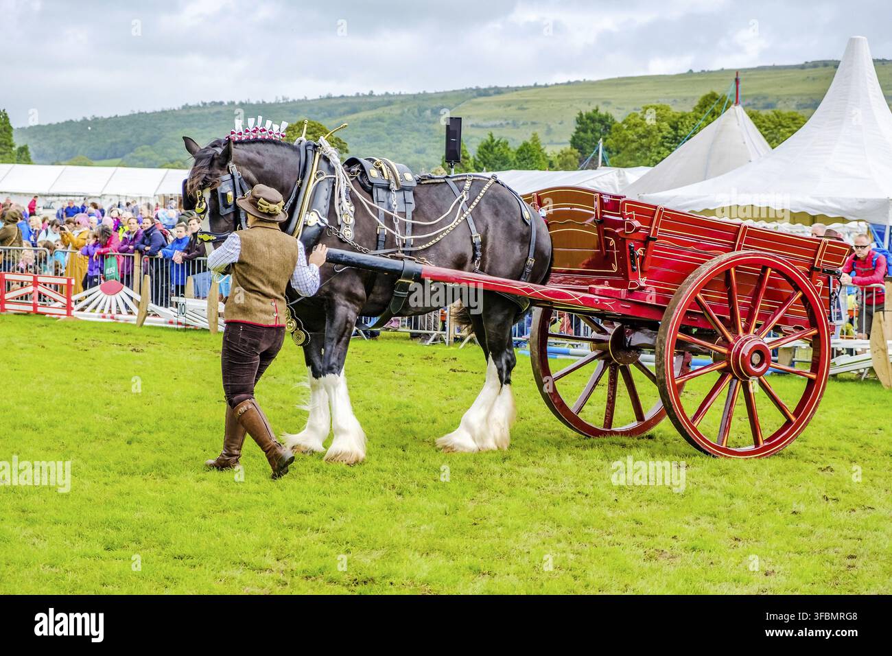 England Cartmel 3. August 2016 Shire-Pferde zeigen sich im Ring auf der Carmel Show Stockfoto