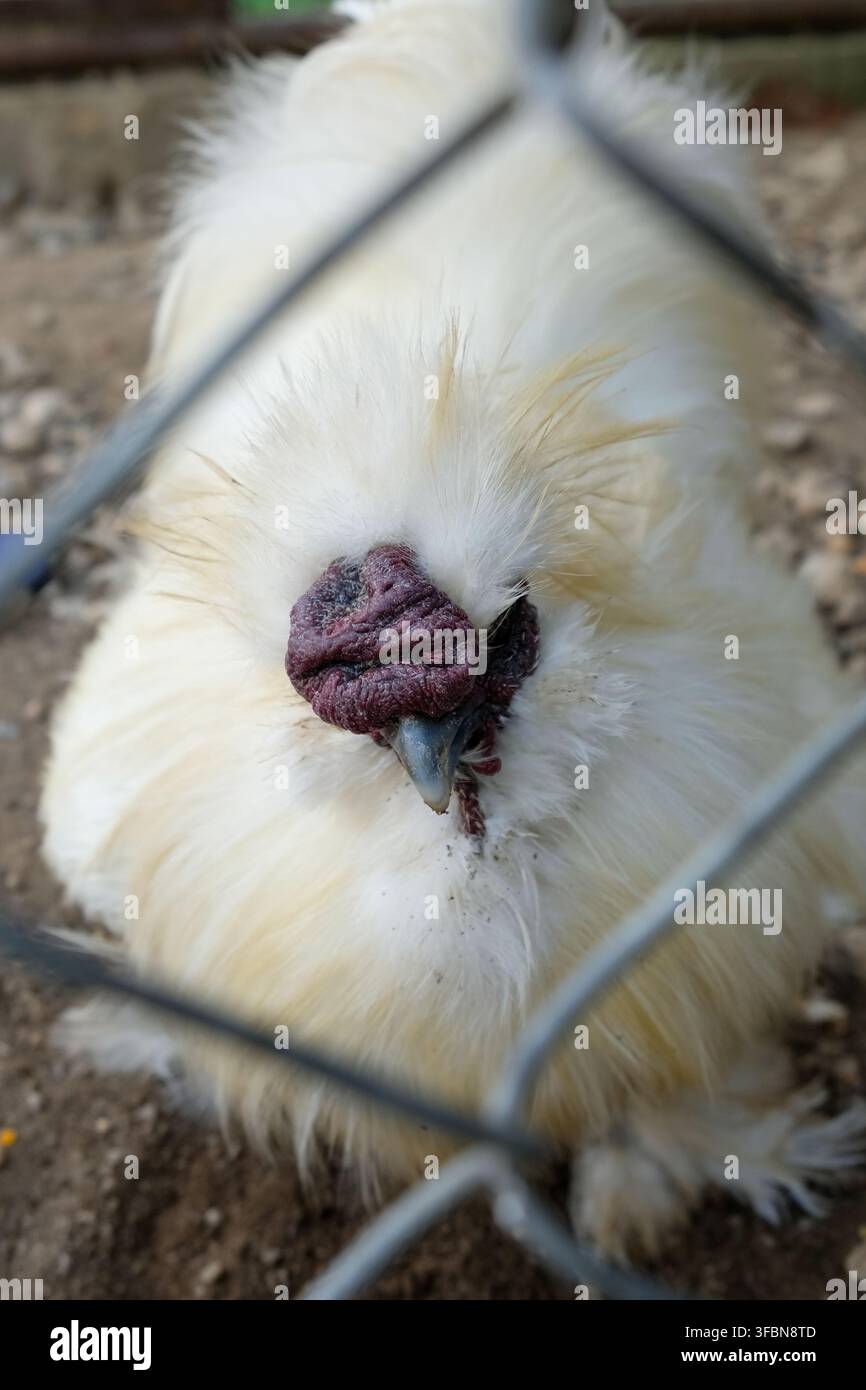 Nahaufnahme eines amerikanischen Silkie-Huhns in einem Farmgehege Stockfoto