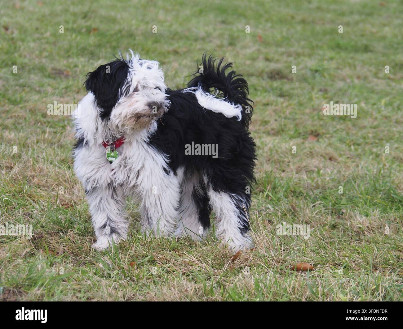 5 Monate alter tibetischer Welpe in der Hundetraining, Hundeschule, Welpenkurs Stockfoto