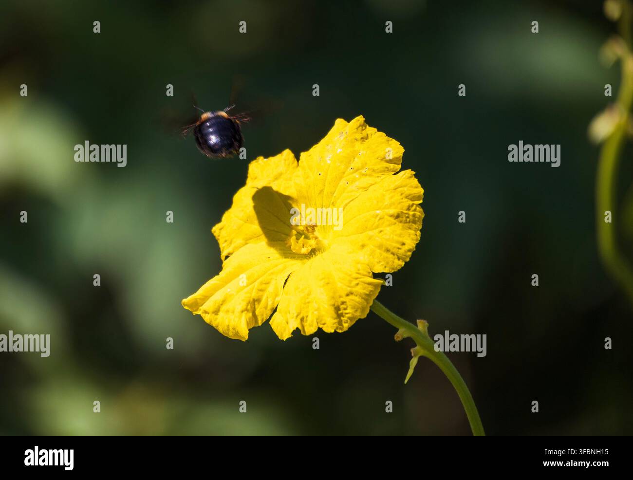 Nahaufnahme einer großen Holzbiene im freien Flug, die einen Schatten auf eine leuchtend gelbe Blüte wirft vor einem hellgrünen Hintergrund Stockfoto