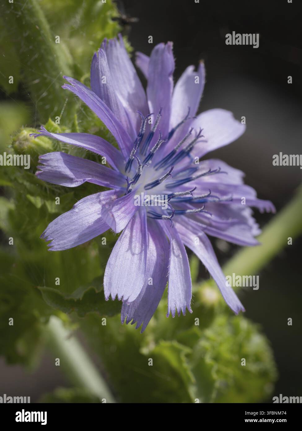 Eine violette Zichorienblume in voller Blüte Stockfoto