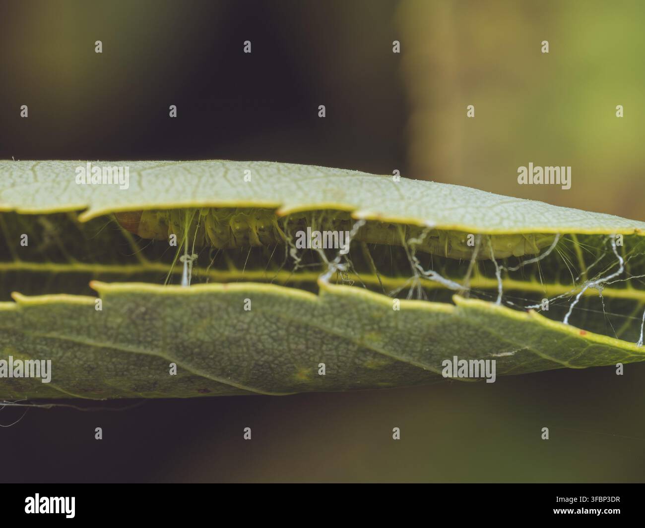 Eine hellbraune Apfelmotte, bekannt für ihre Blattwalzgewohnheit (Epiphyas postvittana) Stockfoto