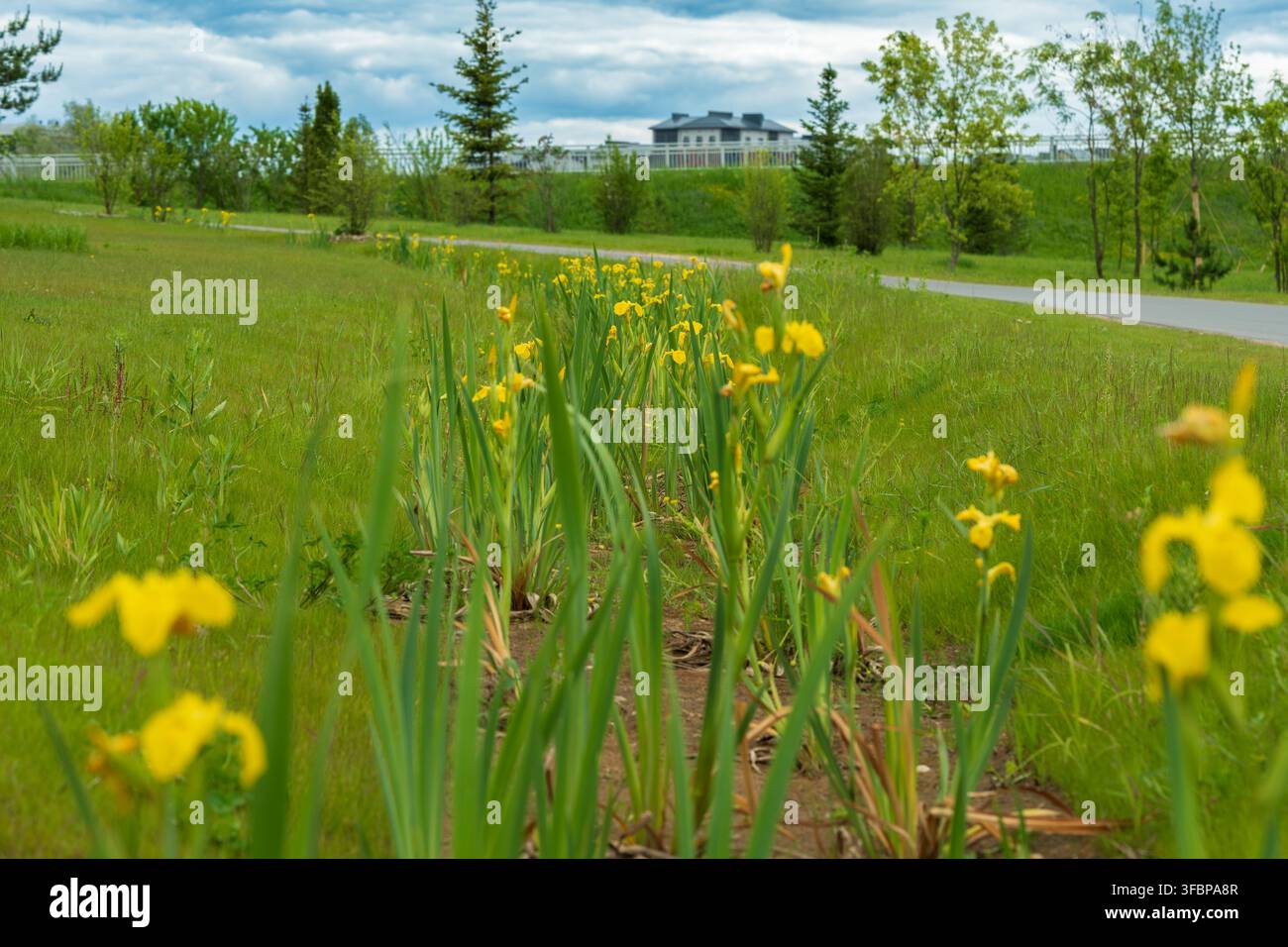 Gelbe Narzissen blühen auf einem grünen Grasfeld am Straßenrand. Frühlingslandschaft, helle Blumen. Stockfoto