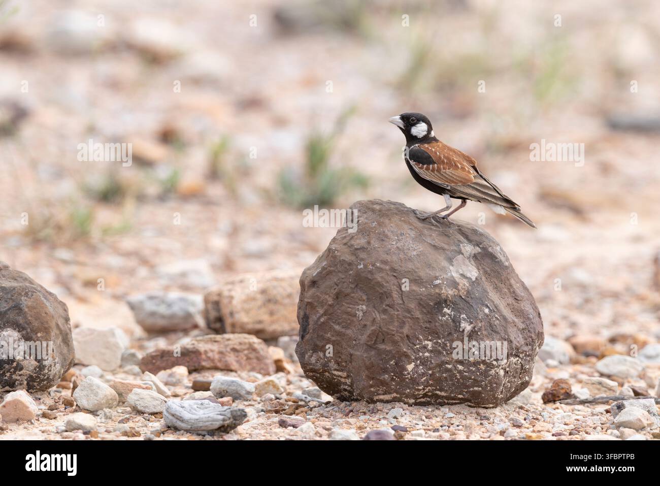 Brustwarzener Sperlingslerche Eremopterix leucotis, erwachsener Mann auf Felsen sitzend, Hwange-Nationalpark, Hwange-Distrikt, Simbabwe, Februar Stockfoto
