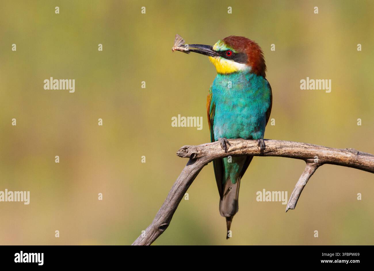 Europäischer Bienenfresser, Merops apiaster. Ein adultes Vogel sitzt auf einem trockenen Ast am frühen Morgen, sie hat einen Schmetterling gefangen und hält ihn im Schnabel Stockfoto