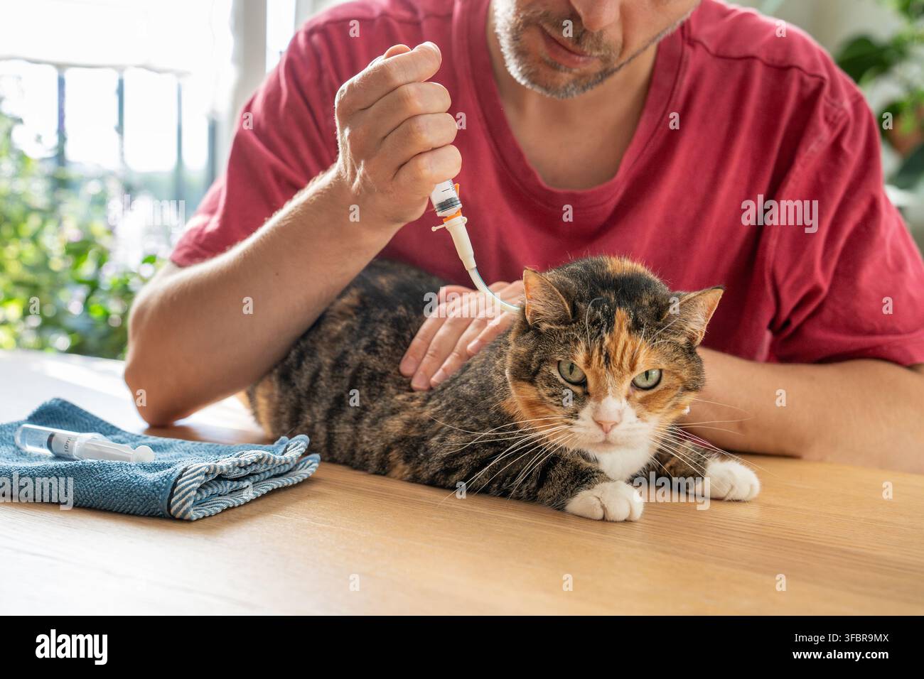 Hauskatze, die nach schwerer Magenkrankheit, Ringelblutinfektion und Nahrungsverweigerung eine Behandlung durchläuft. Stockfoto