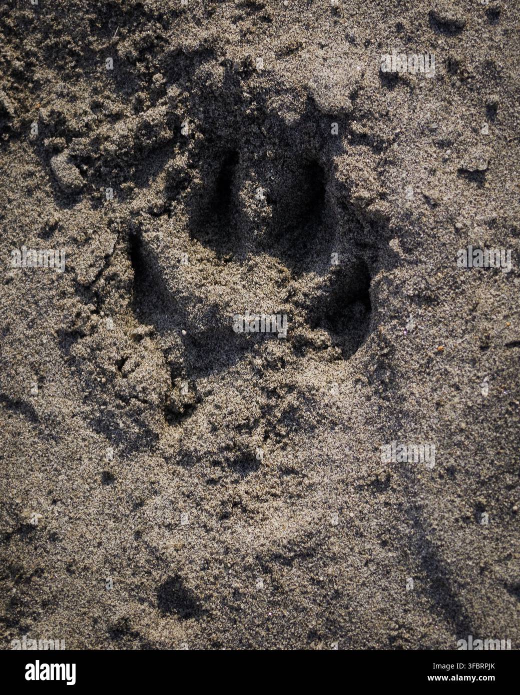 Nahaufnahme eines Hundepfotenabdrucks (Canis lupus familiaris) im dunklen Sand Stockfoto
