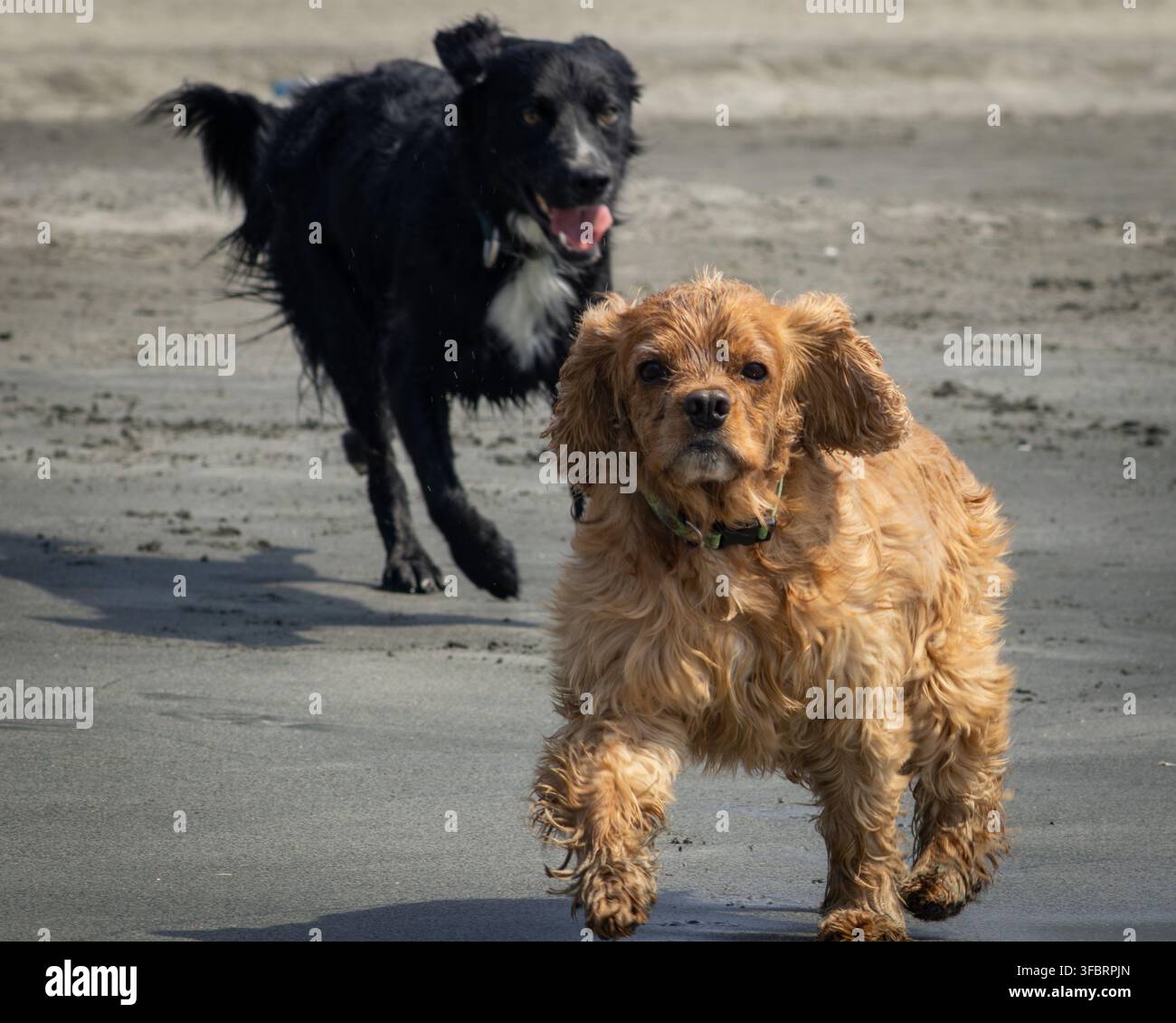 Goldener Spaniel und schwarzer Hund (Canis lupus familiaris) laufen am Strand Stockfoto