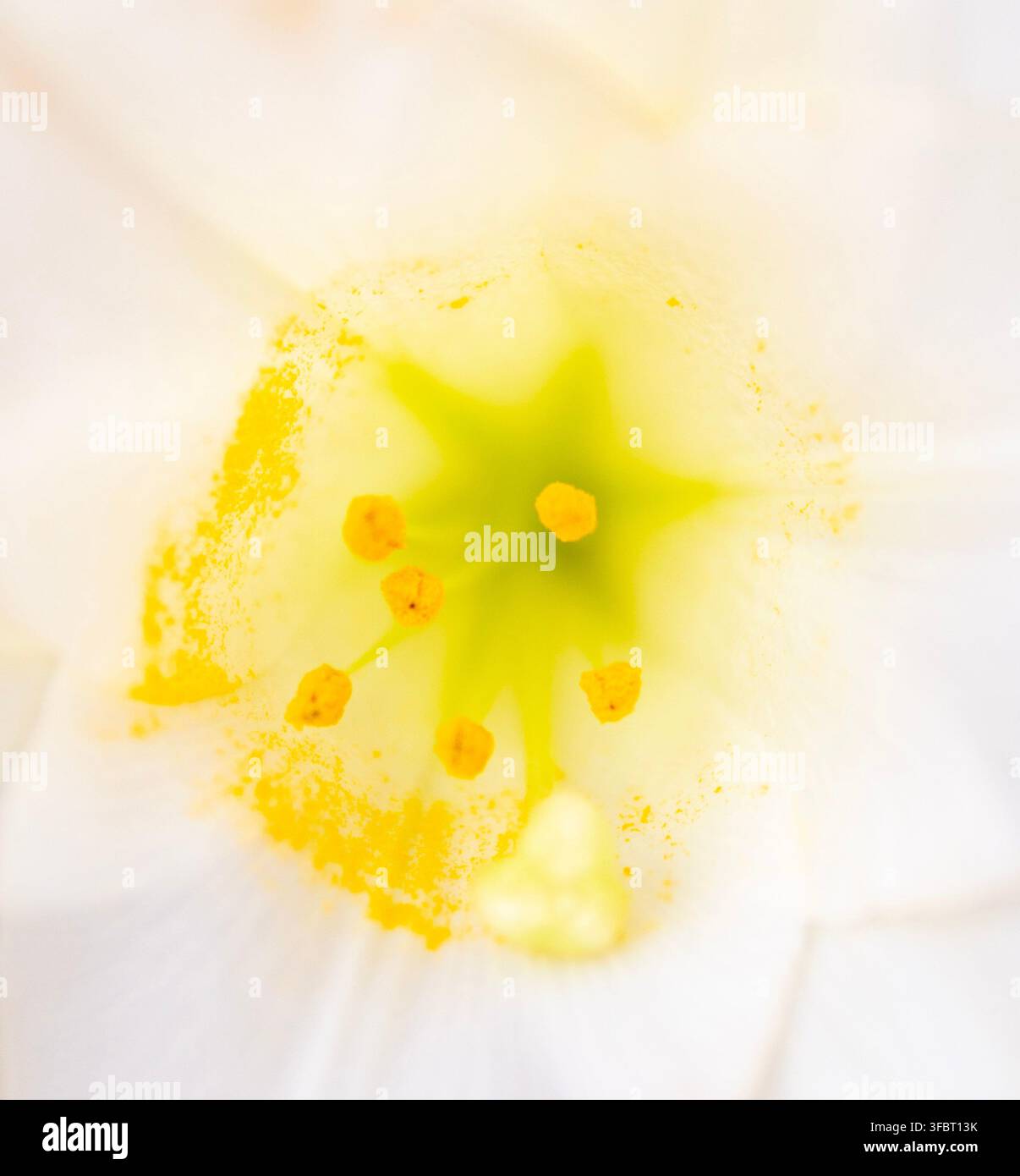 Lilienblütenknospe mit gelb-grünen Blütenblättern und dunklen Antheren vor einem weichen hellen Hintergrund. Stockfoto