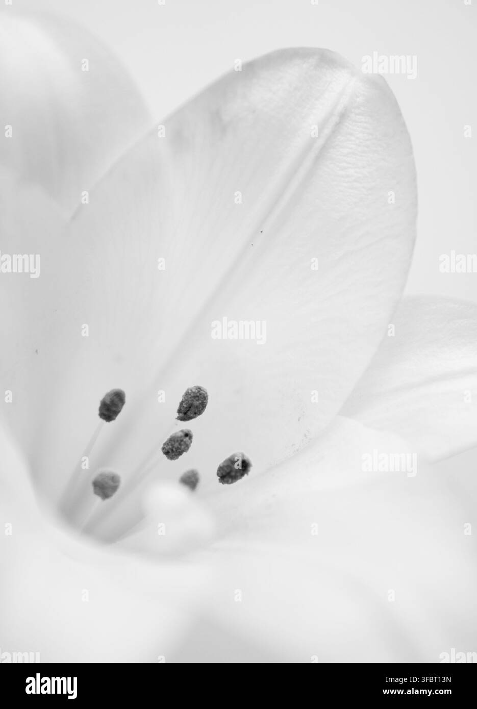Heller Nahaufnahme einer weißen Lilienblüte mit dunklen Staubblättern vor einem weichen weißen Hintergrund. Stockfoto