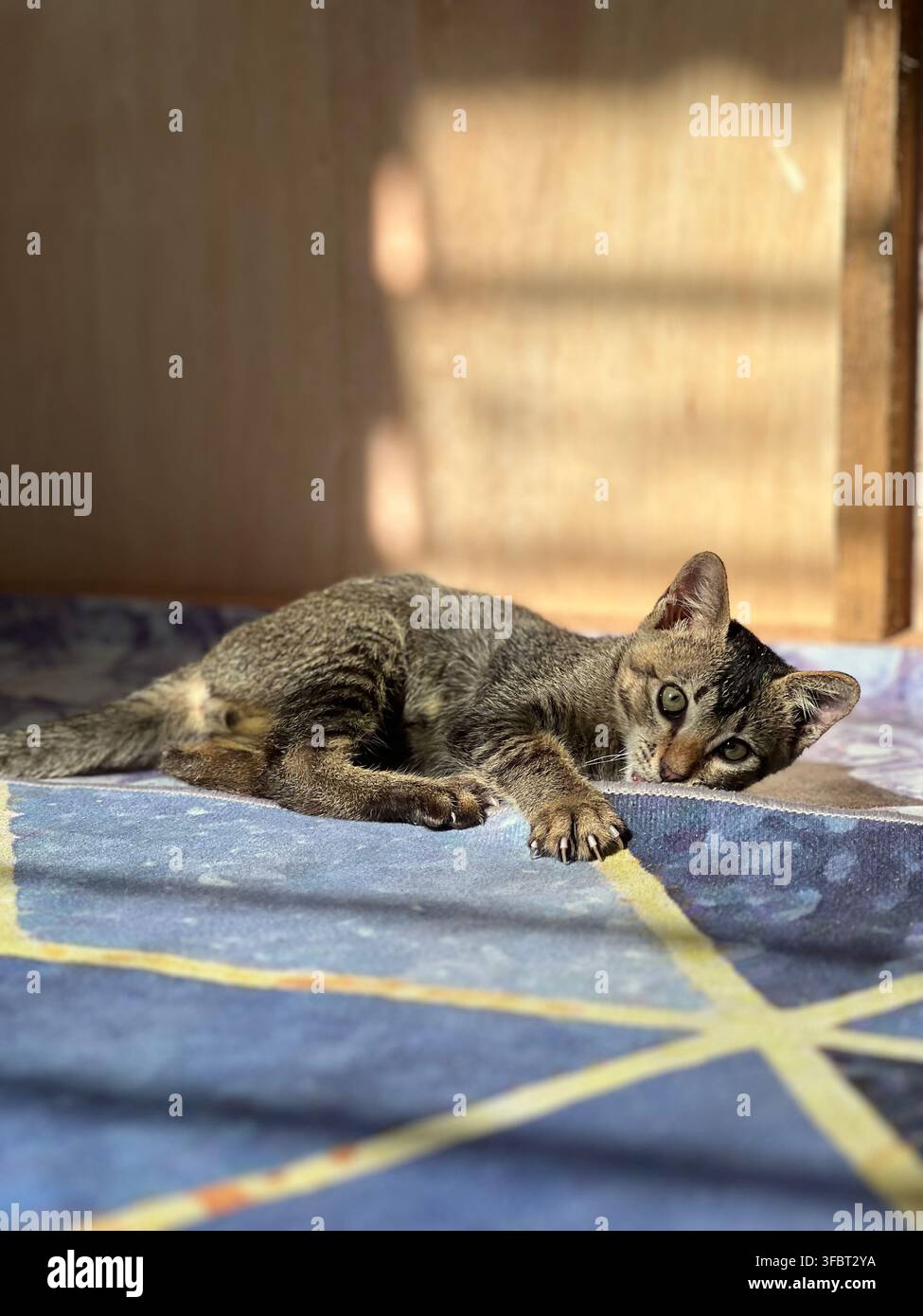 Süßes getigertes Kätzchen liegt auf einer gestreiften gewebten Matte, schaut mit hellen Augen in die Kamera, Pfoten nach vorne gestreckt im sanften Sonnenlicht. - Smartphone-aufgenommenes Stockfoto