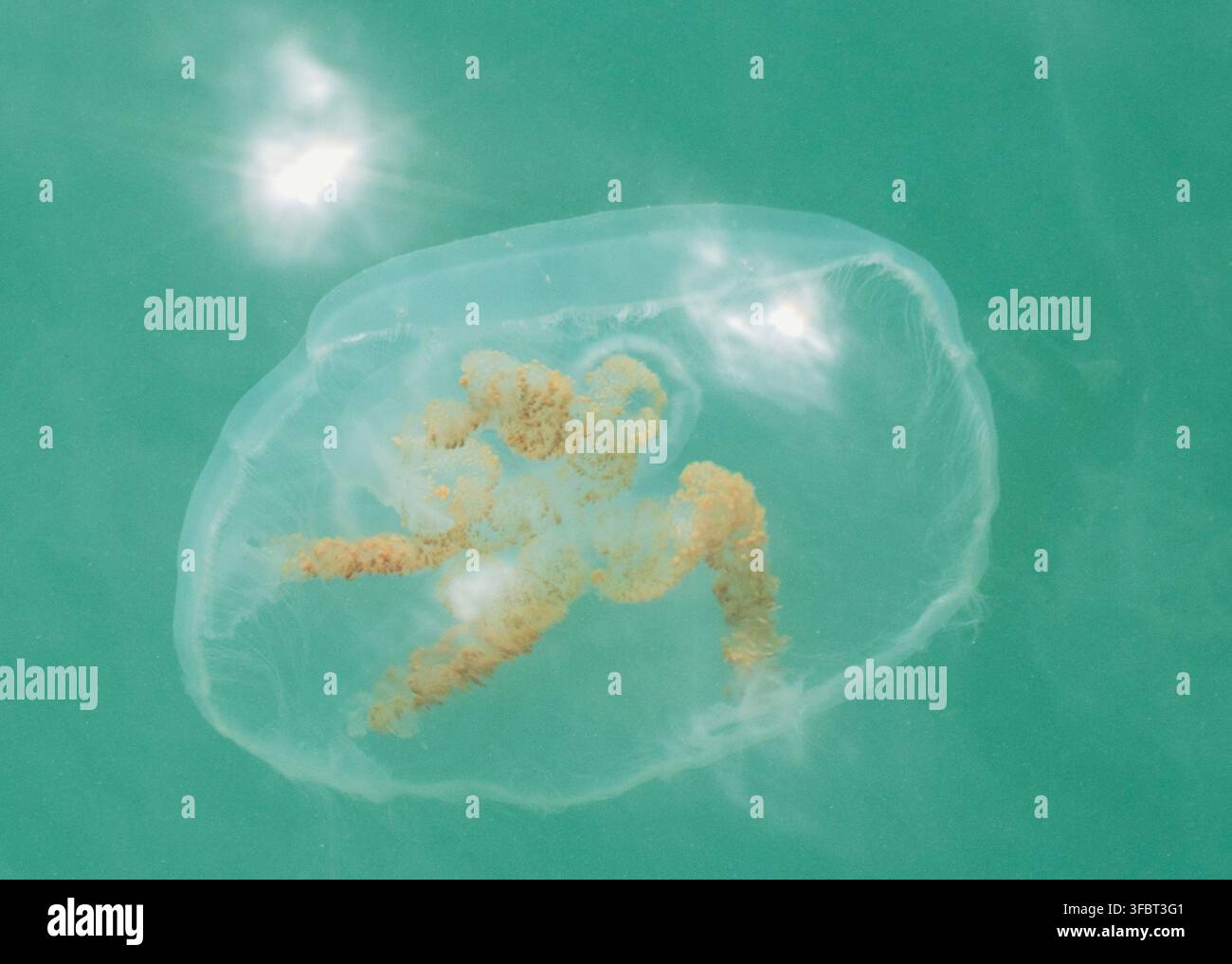 Eine Mondmeduse (Aurelia aurita) in den Gewässern des Vereinigten Königreichs Stockfoto