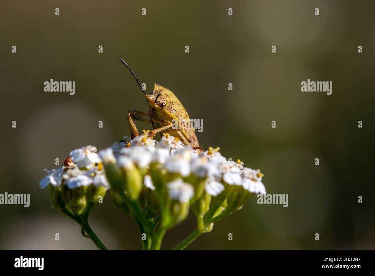 Schildwanze (Carpocoris purpureipennis) sitzt auf weißen Schafgarbenblüten in einer Sommermoorwiese. Juli 2024 Stockfoto