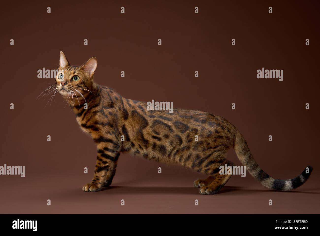 Eine Bengalkatze geht selbstbewusst mit nach oben gerichtetem Kopf. Das Profil betont ihr Rosettenfell und ihre elegante Haltung in einem warmtönigen Studio. Stockfoto