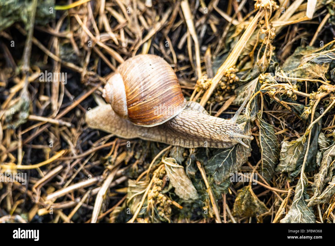 Nahaufnahme-Makroaufnahme einer Romagnolschnecke, die im hellen Sonnenlicht über trockene Vegetation und dunklen Boden gleitet. Stockfoto