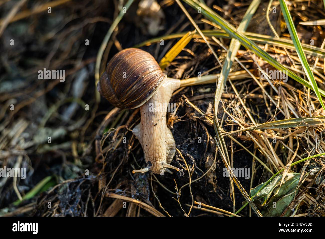 Makroaufnahme einer Romagnolschnalle, deren Körper vollständig ausgestreckt ist, während sie im Freien durch trockenes Stroh und Erde klettert. Stockfoto