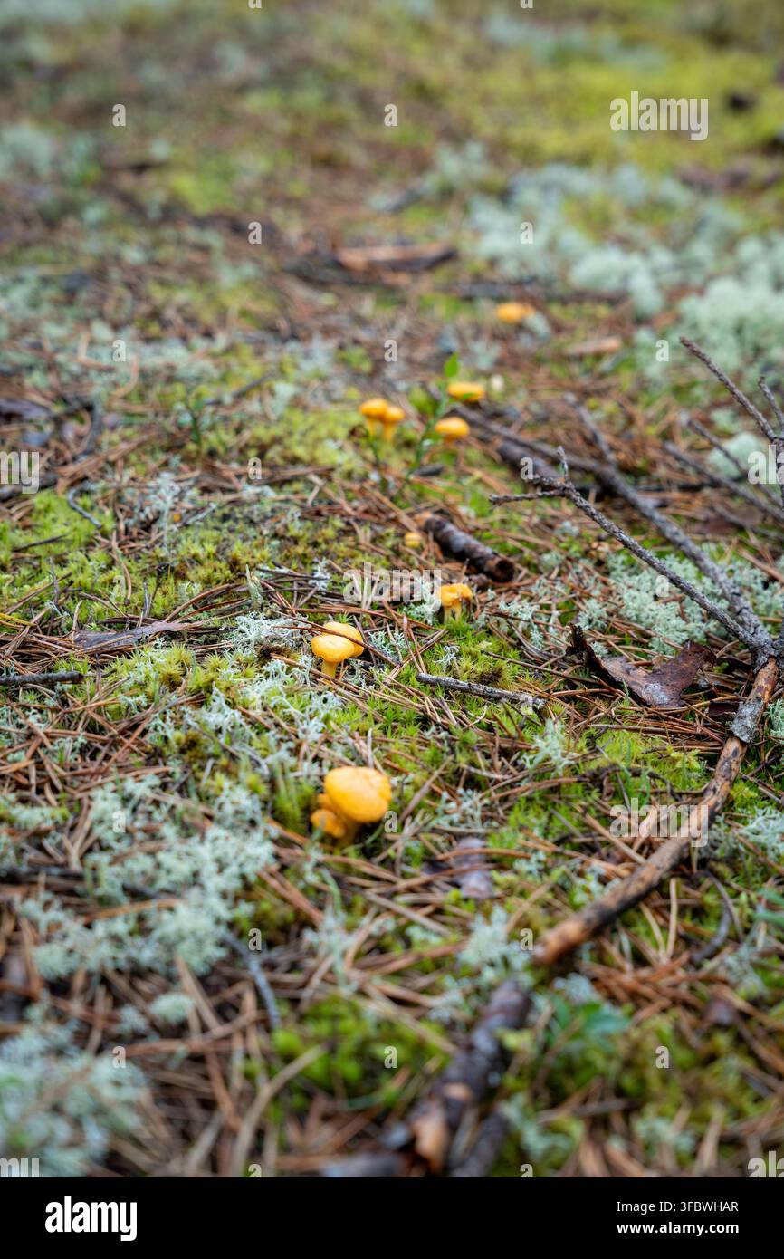Kleine gelbe Wildpilze, die zwischen Moos, Flechten und Kiefernnadeln auf dem Boden eines Nadelwaldes wachsen Stockfoto