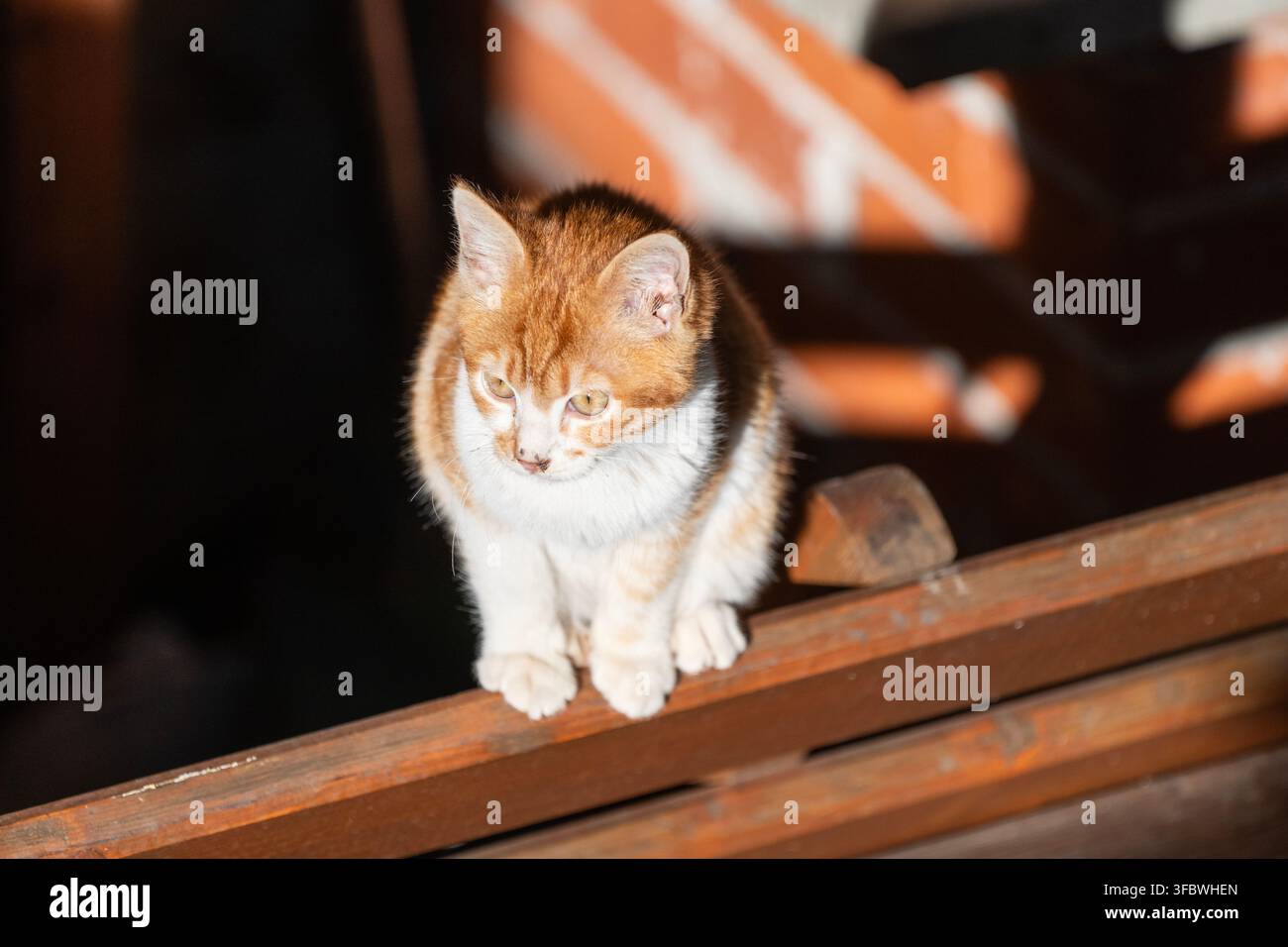 Ein orange-weißes Kätzchen sitzt aufmerksam auf einer hölzernen Fensterbank oder einem Geländer im Innenraum. Stockfoto