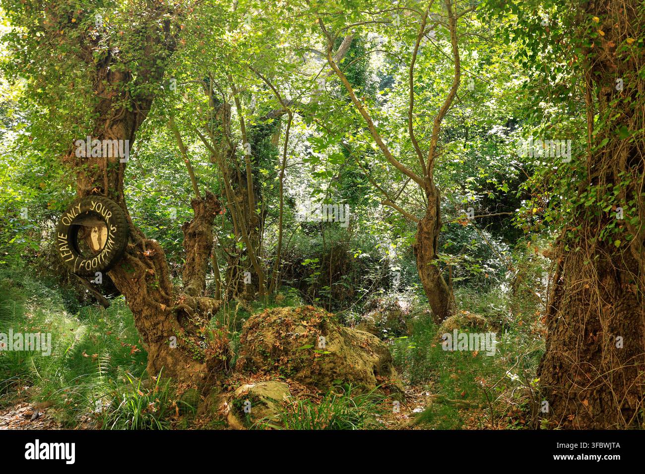 Alter knorriger Baum mit einem Schild "Leave only your footprints" in einem üppigen Wald, Myli-Schlucht, Kreta, Griechenland Stockfoto