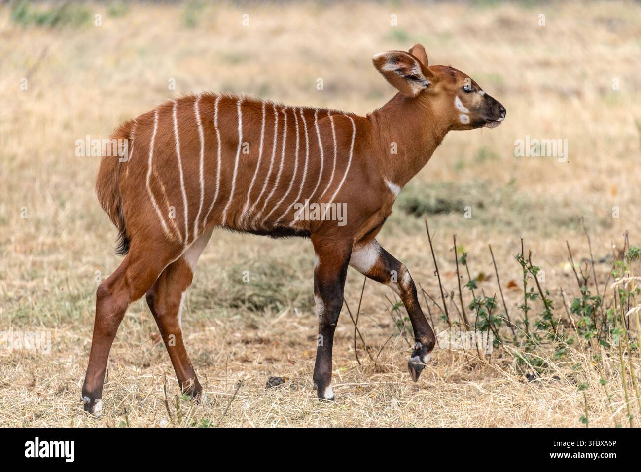 Wunderschönes Bild eines jungen Bongo-Antilopen, das seine markanten weißen Streifen und sein sattes kastanienbraunes Fell zur Schau stellt, während es durch natürliches Grasland läuft. Ein c Stockfoto