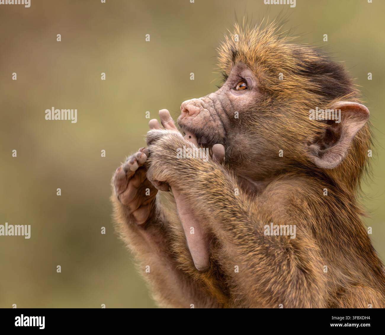 Paviane gehören zu den größten Affen der Welt. Es gibt fünf Arten von Pavianen – Oliven-, Gelb-, Kacka-, Guinea- und Heilige-Pavian. Stockfoto