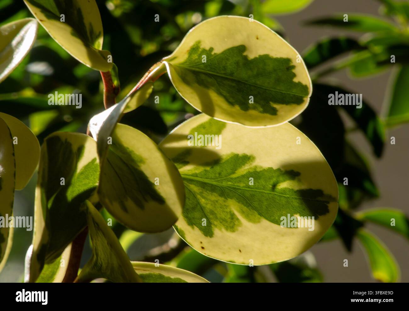 Eine gesprenkelte Peperomia obtusifolia (Babyrubberpflanze) Stockfoto