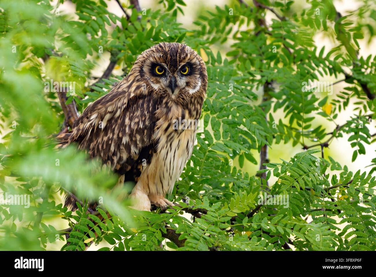 Ein junger Kurzohlohrkäuzchen (Asio flammeus) sitzt nach dem Regen auf einem Ast in seinem natürlichen Lebensraum. Wildtierfotografie, die die junge Eule einfängt w Stockfoto