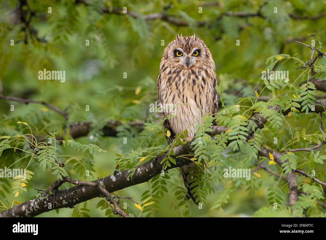 Ein junger Kurzohlohrkäuzchen (Asio flammeus) sitzt nach dem Regen auf einem Ast in seinem natürlichen Lebensraum. Wildtierfotografie, die die junge Eule einfängt w Stockfoto
