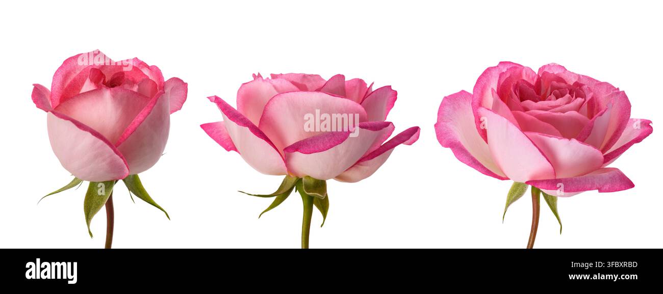 Gruppe von Rosenblüten isoliert auf weißem Hintergrund Stockfoto