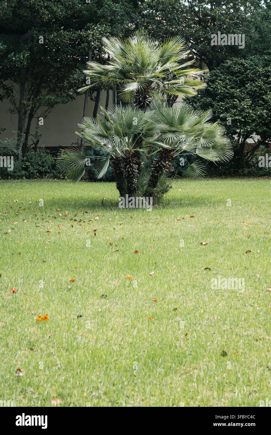 Ein vertikales Foto, das eine Ansammlung kleiner Chamaerops humilis (mediterraner Zwergfächerpalmen) zeigt, die auf einem gepflegten grünen Rasen wachsen, mit gefallenen oder Stockfoto