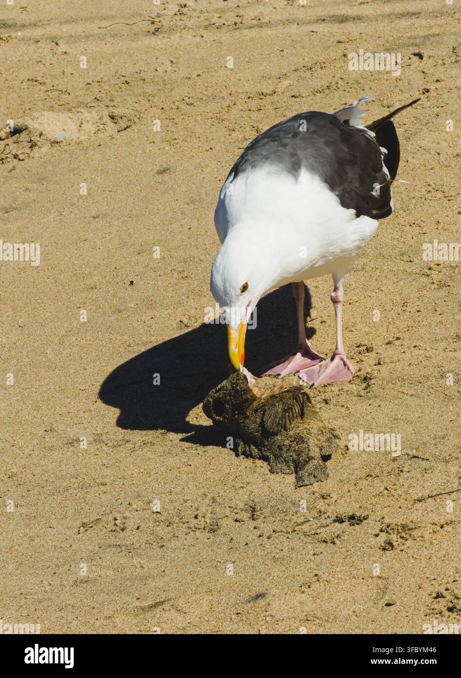 Nahaufnahme einer Möwe, die sich von einem Fischkadaver auf einem Sandstrand ernährt Stockfoto