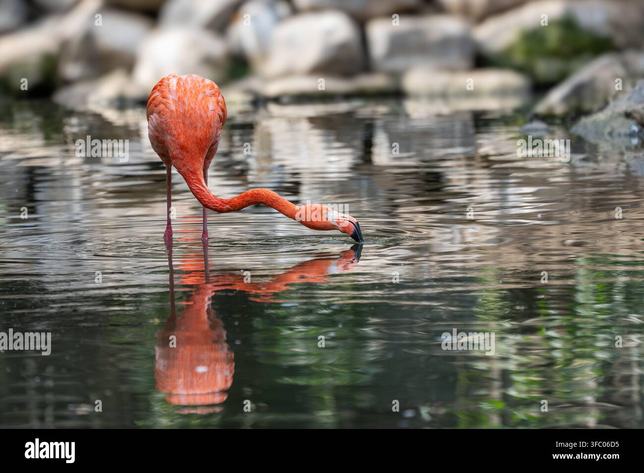 Amerikanischer Flamingo  Phoenicopterus ruber Stockfoto