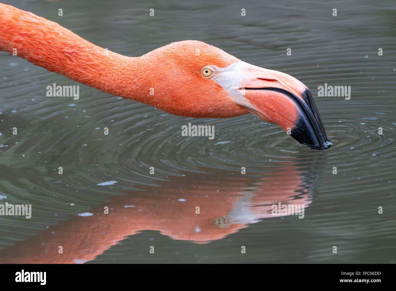 Amerikanischer Flamingo  Phoenicopterus ruber Stockfoto