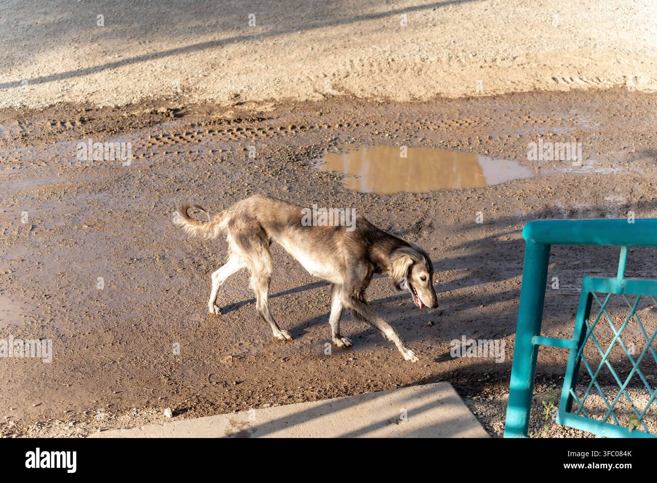 Ein dünner und hungriger Taigan, der einheimische kirgisische Windhund, läuft allein durch eine schlammige Außenumgebung. Stockfoto