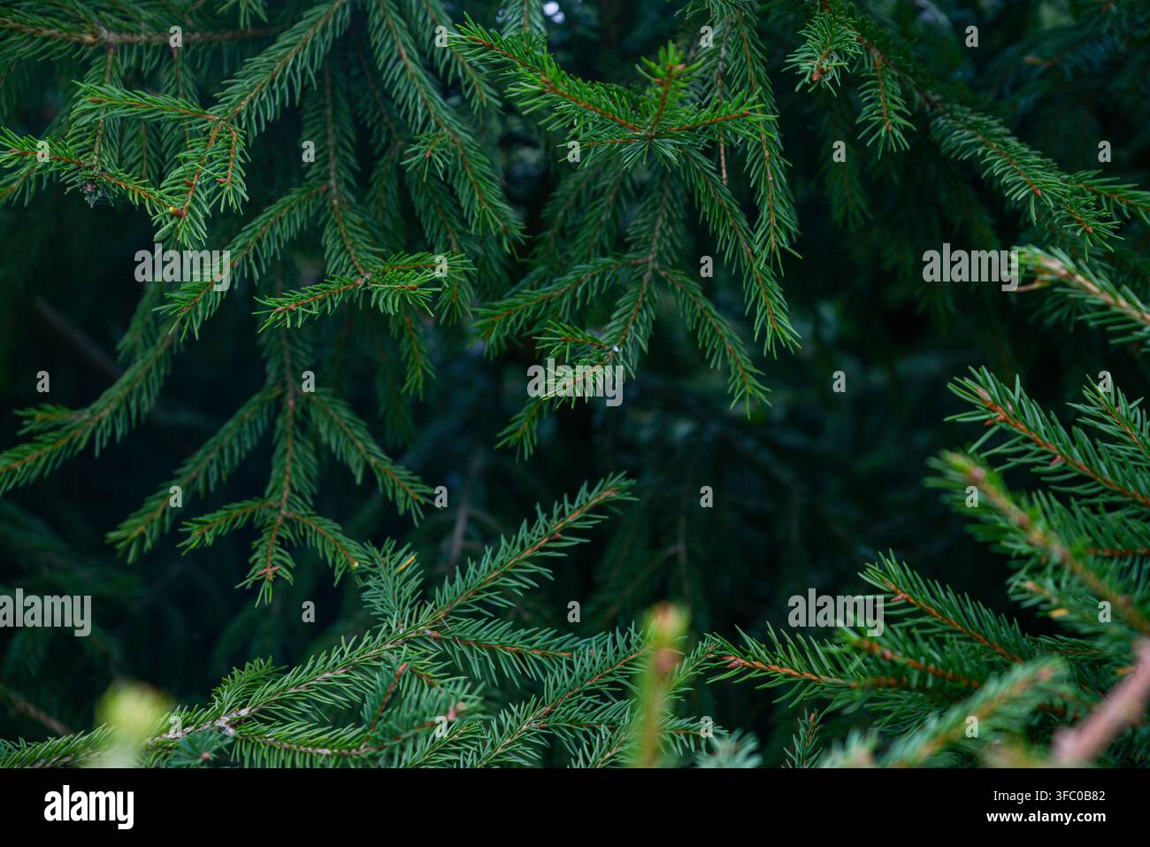 Üppige immergrüne Fichtenzweige überlappen sich in einer dichten Waldlandschaft und erzeugen eine reiche natürliche grüne Textur mit geschichteter Tiefe. Ideal für Forstwirtschaft, umwelt Stockfoto
