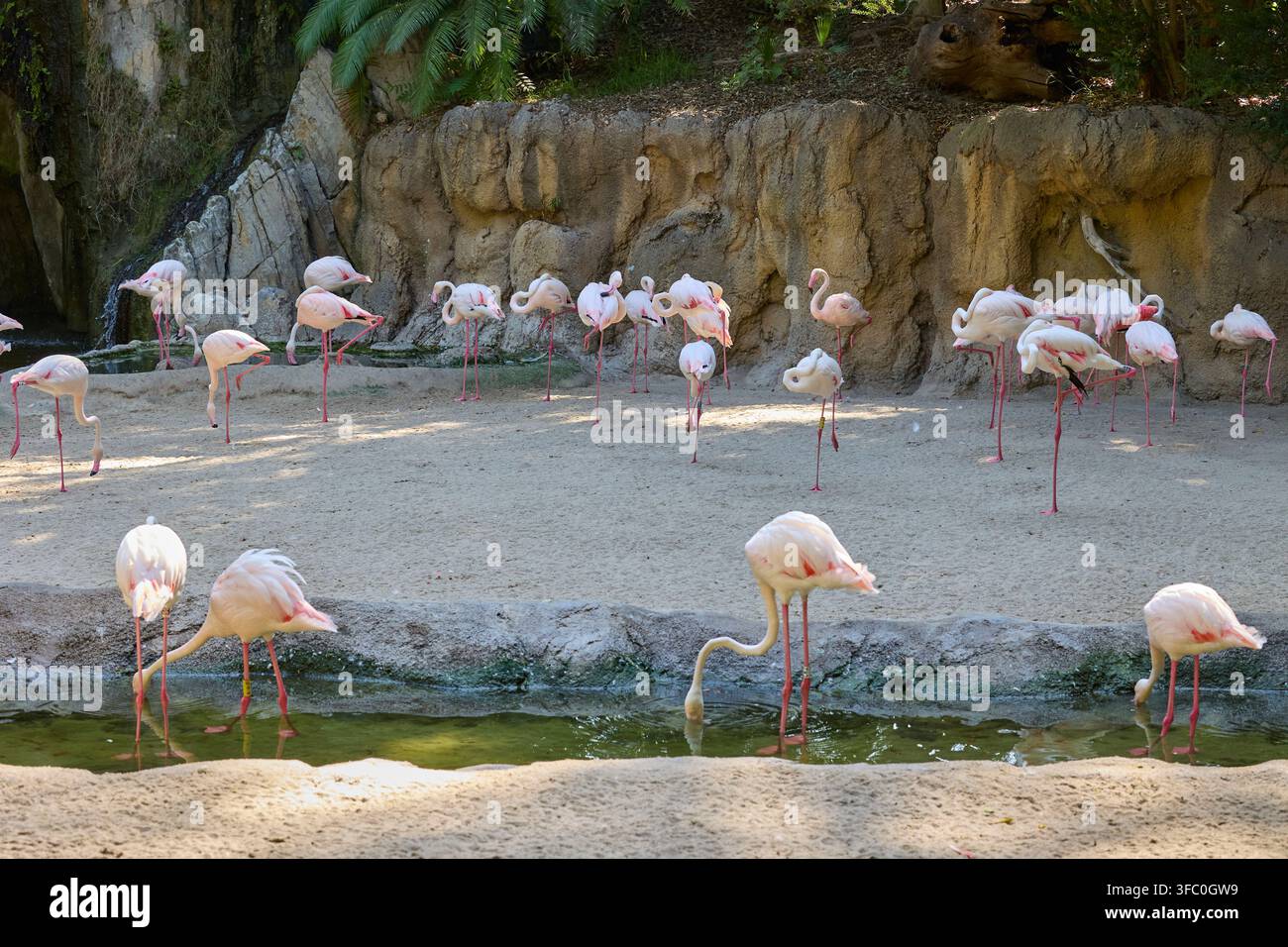 Schwarm rosa Flamingos im tropischen Lagunenhabitat. Stockfoto